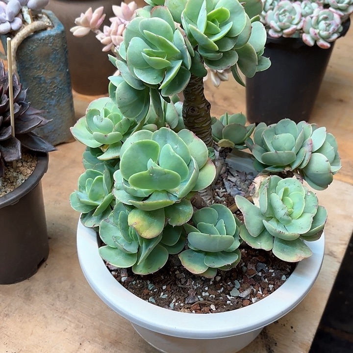 多肉植物，鸡蛋碧桃