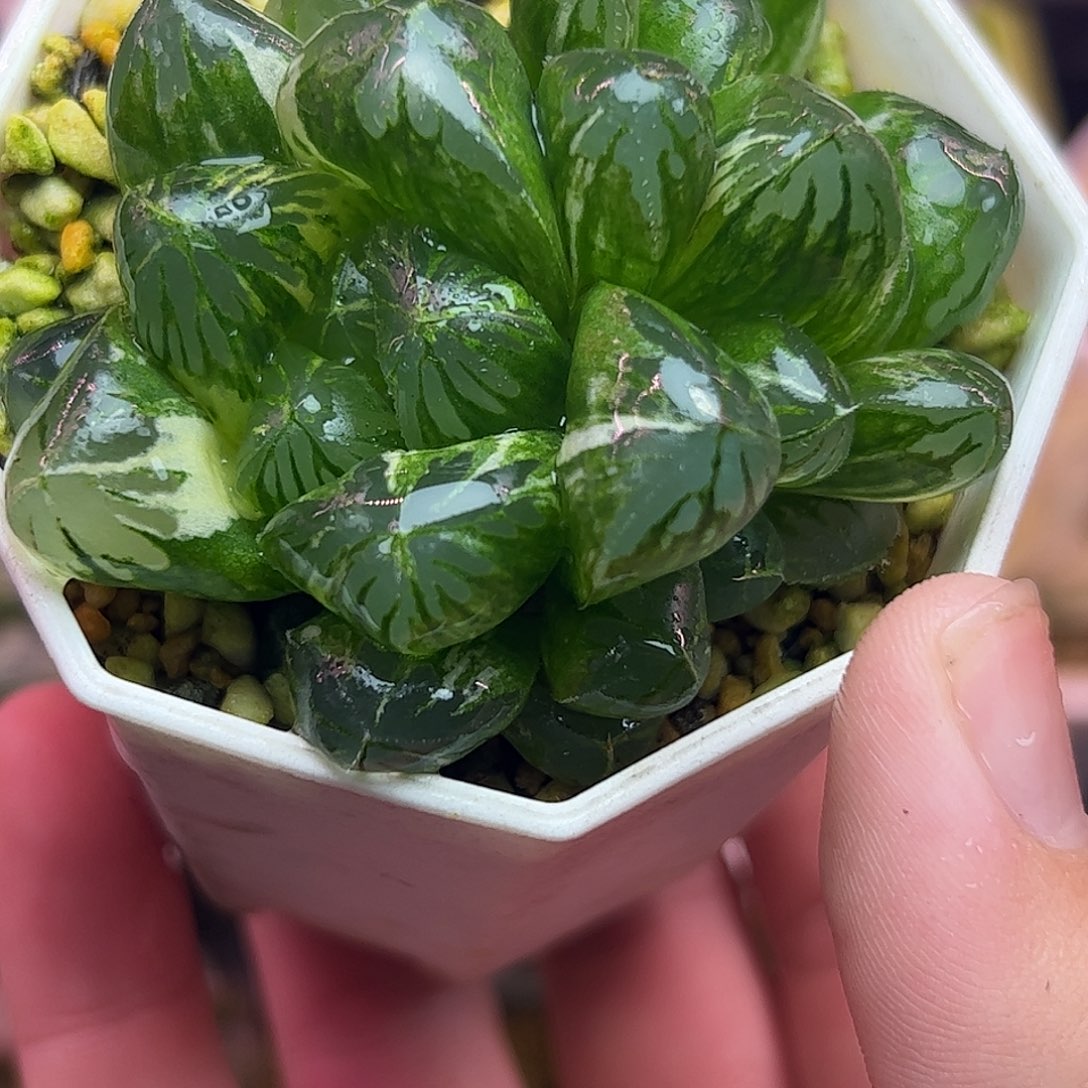 水晶灯锦巨大化十二卷多肉