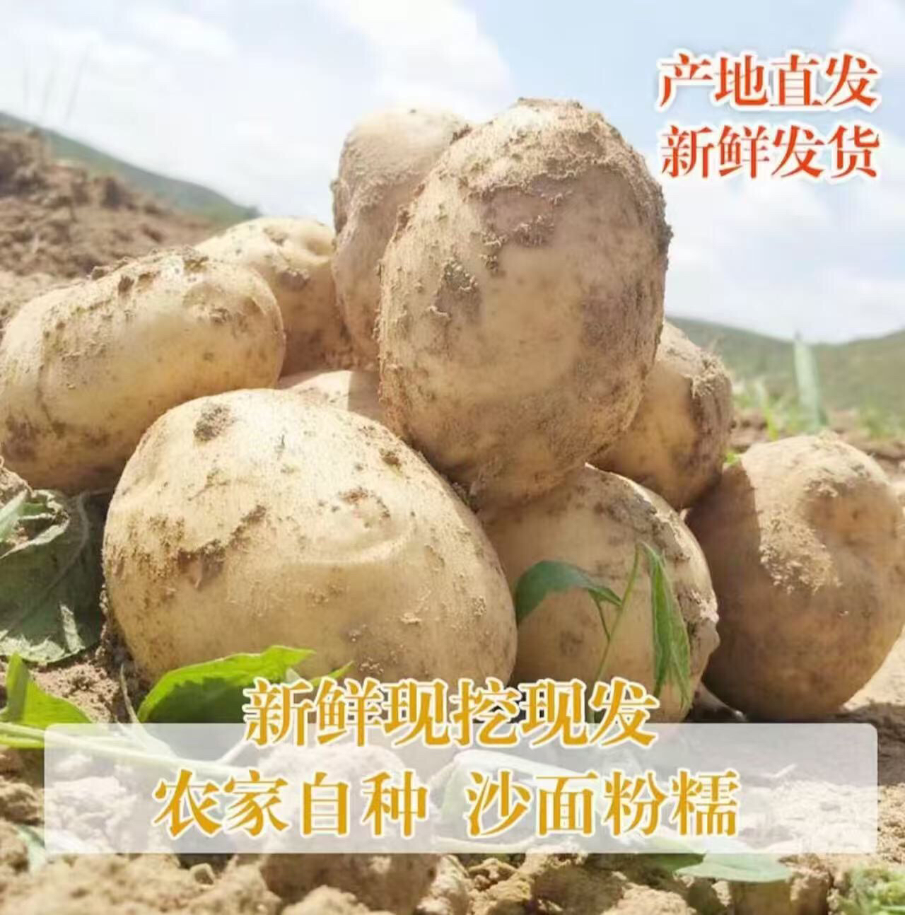 甘肃定西高原农家现挖老品种白心沙面土豆农家自产售后无忧