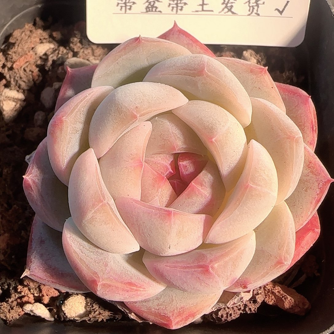 多肉1202-15福利福利