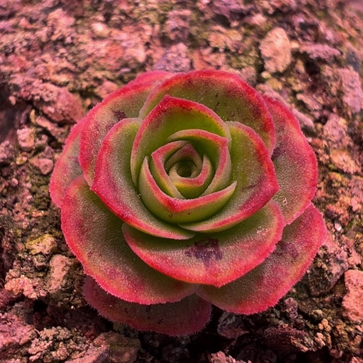 紫莜 小 福利 t21