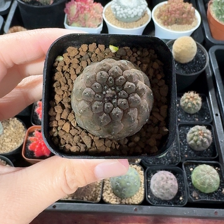 蜥蜴仙人球仙人球12
