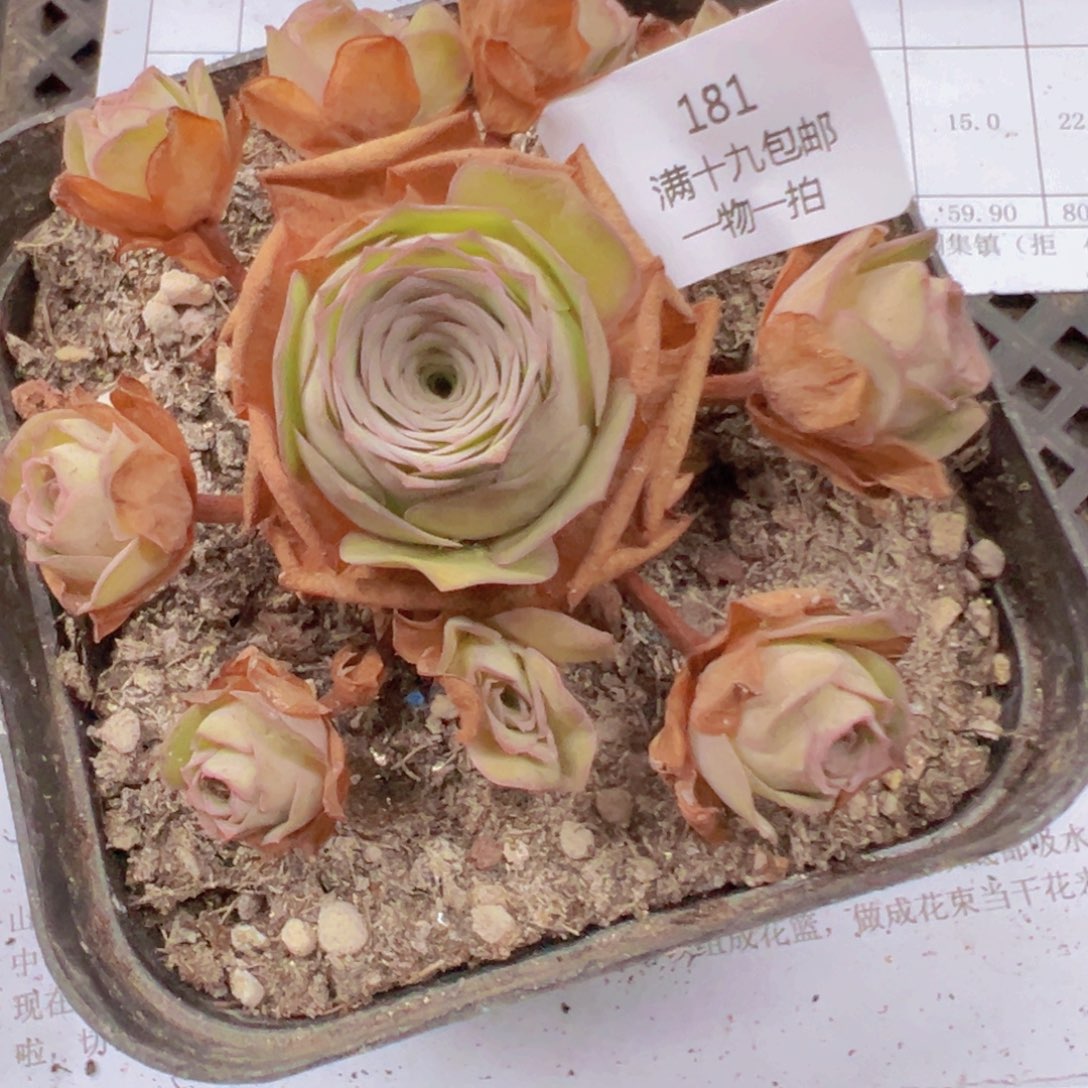 181 带盆土发货无售后