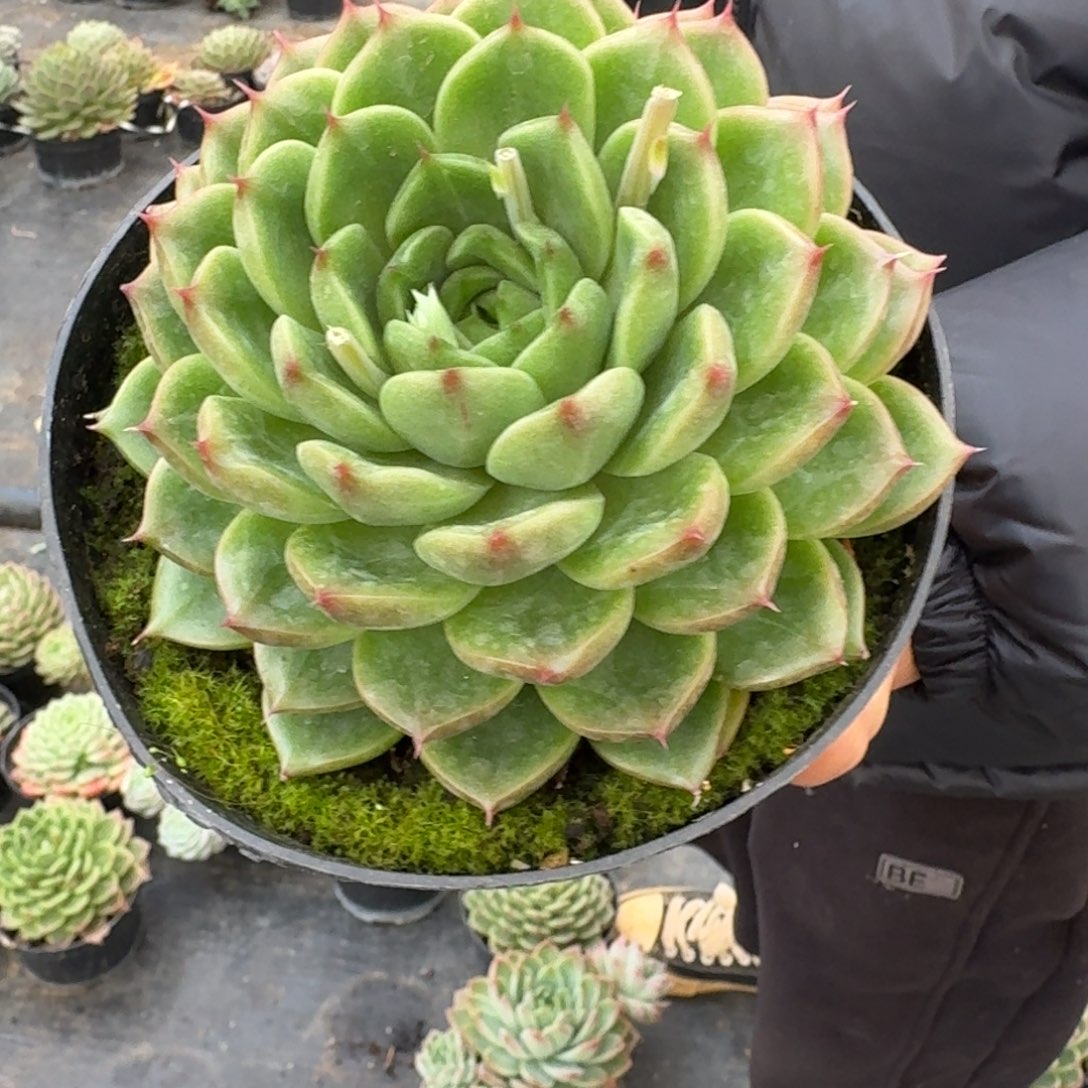 多肉杂交一物一拍28-129