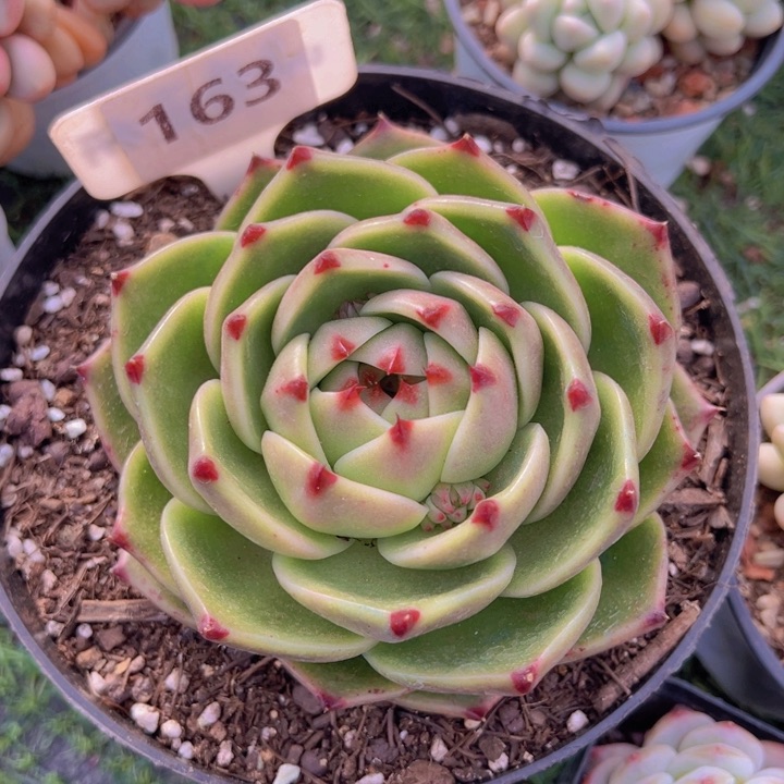 健健康康平平安安