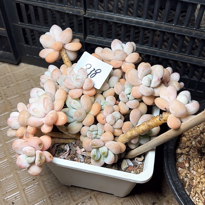 果*本838///////////////