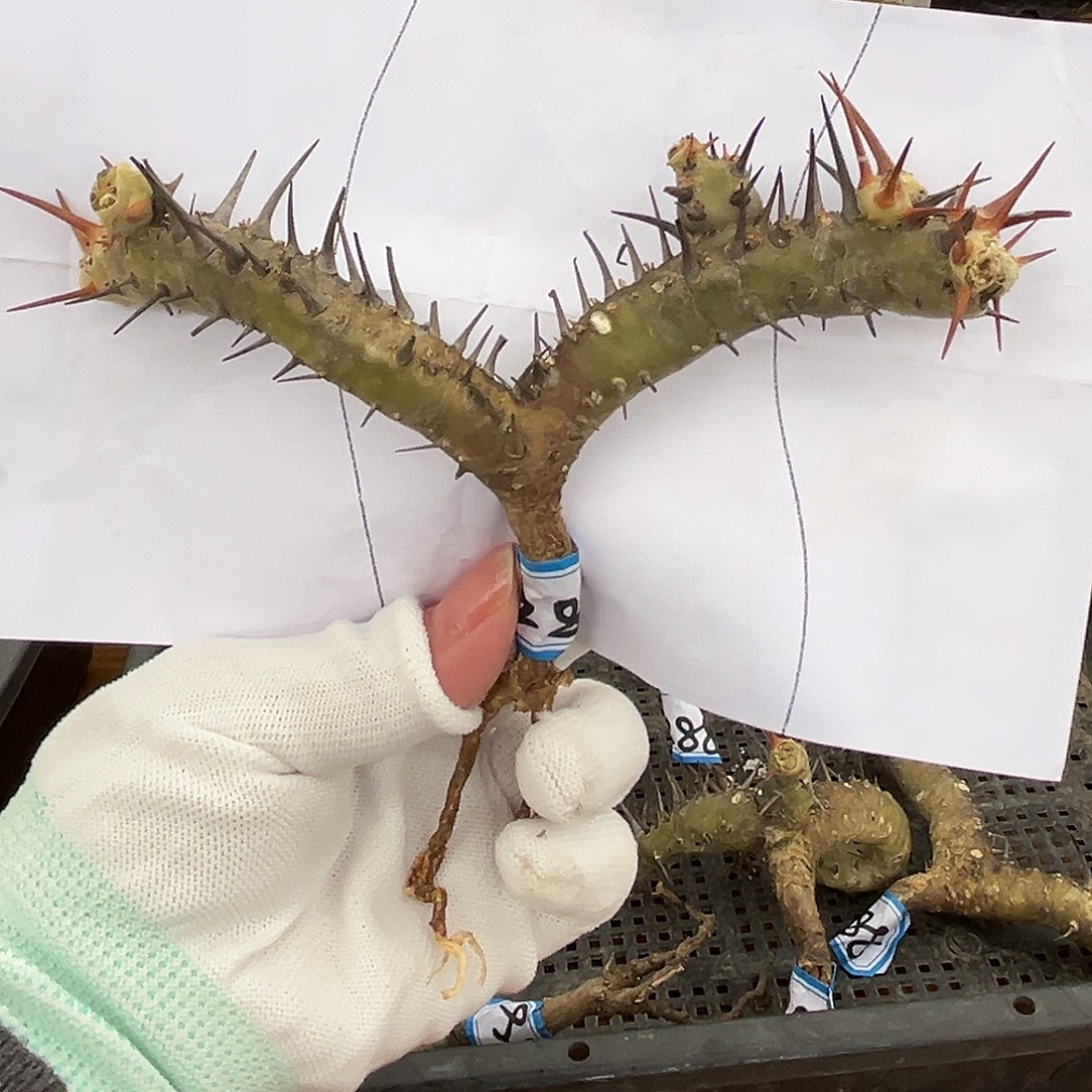 汤圆植物刺月界好看