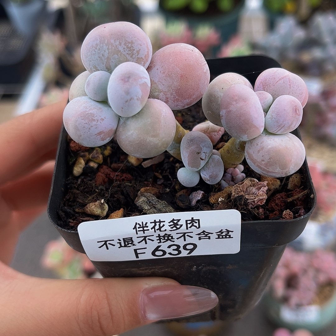 639-芭比奶多肉4cm