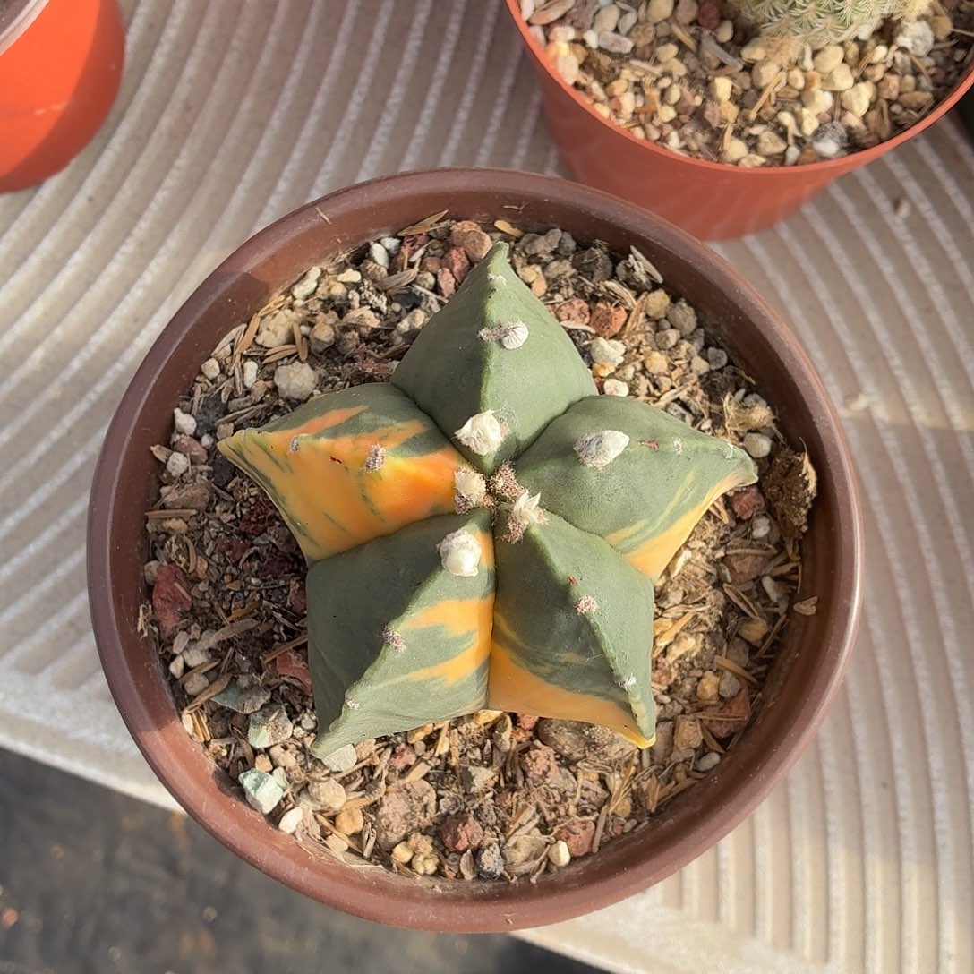 无花朵鸾凤玉锦！！！！！