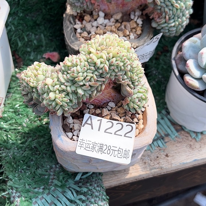 幸运的是我的朋友是