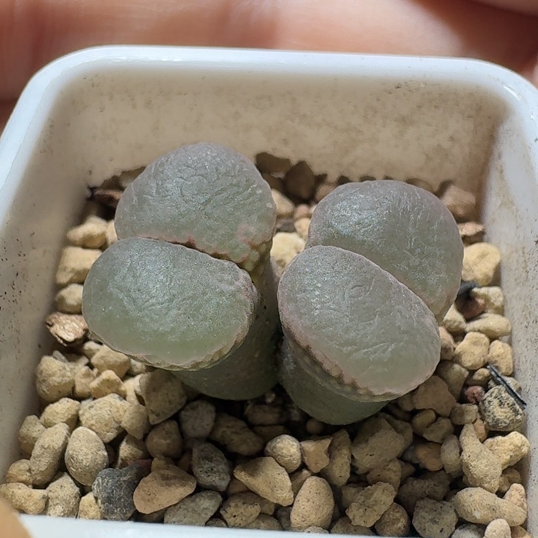 13号双头风铃一物一拍有干疤