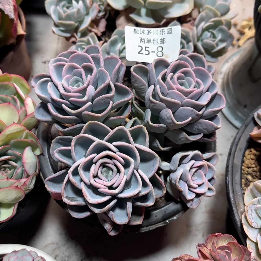 25-8美尻多肉植物