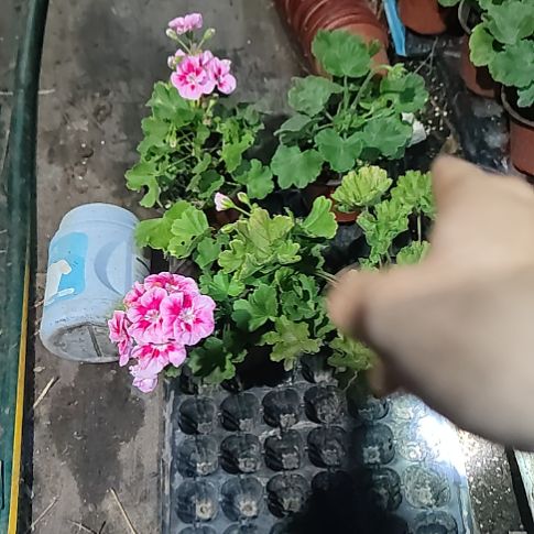 无花朵你我的魅力，绯牡丹2颗。玛雅