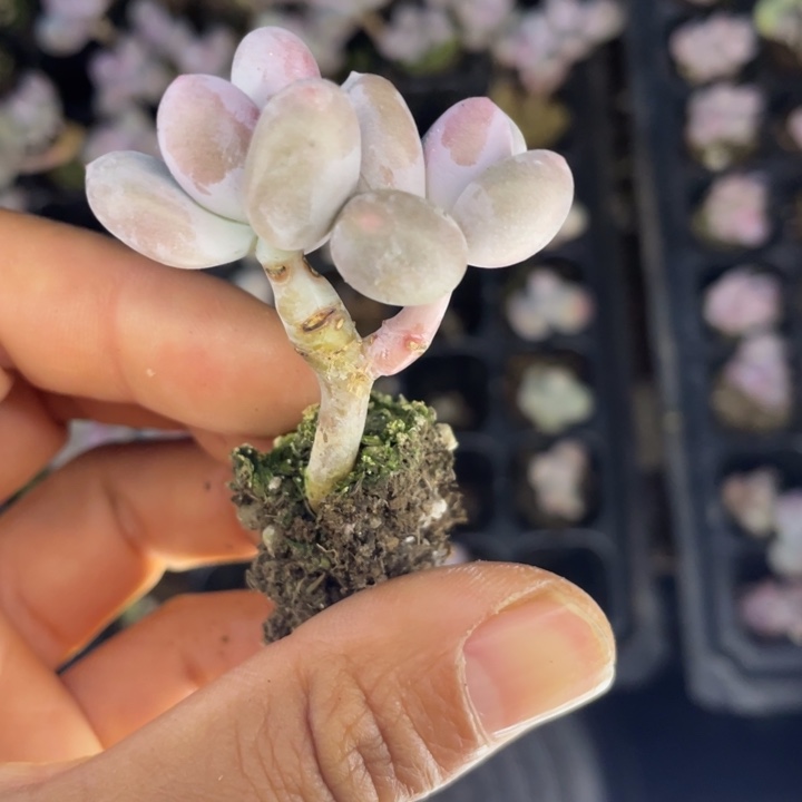 一物一拍满18包邮