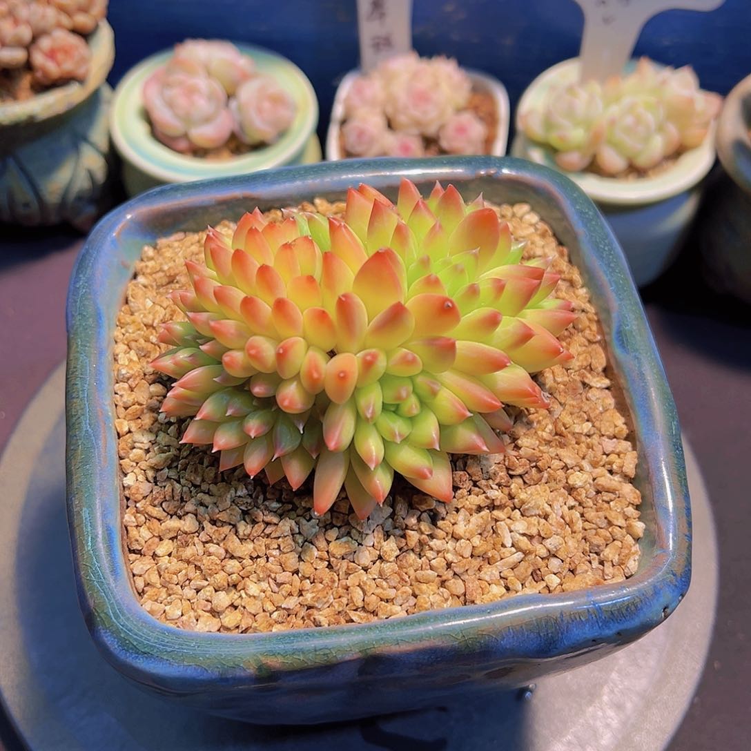 十***觉新品美人，多肉植物，