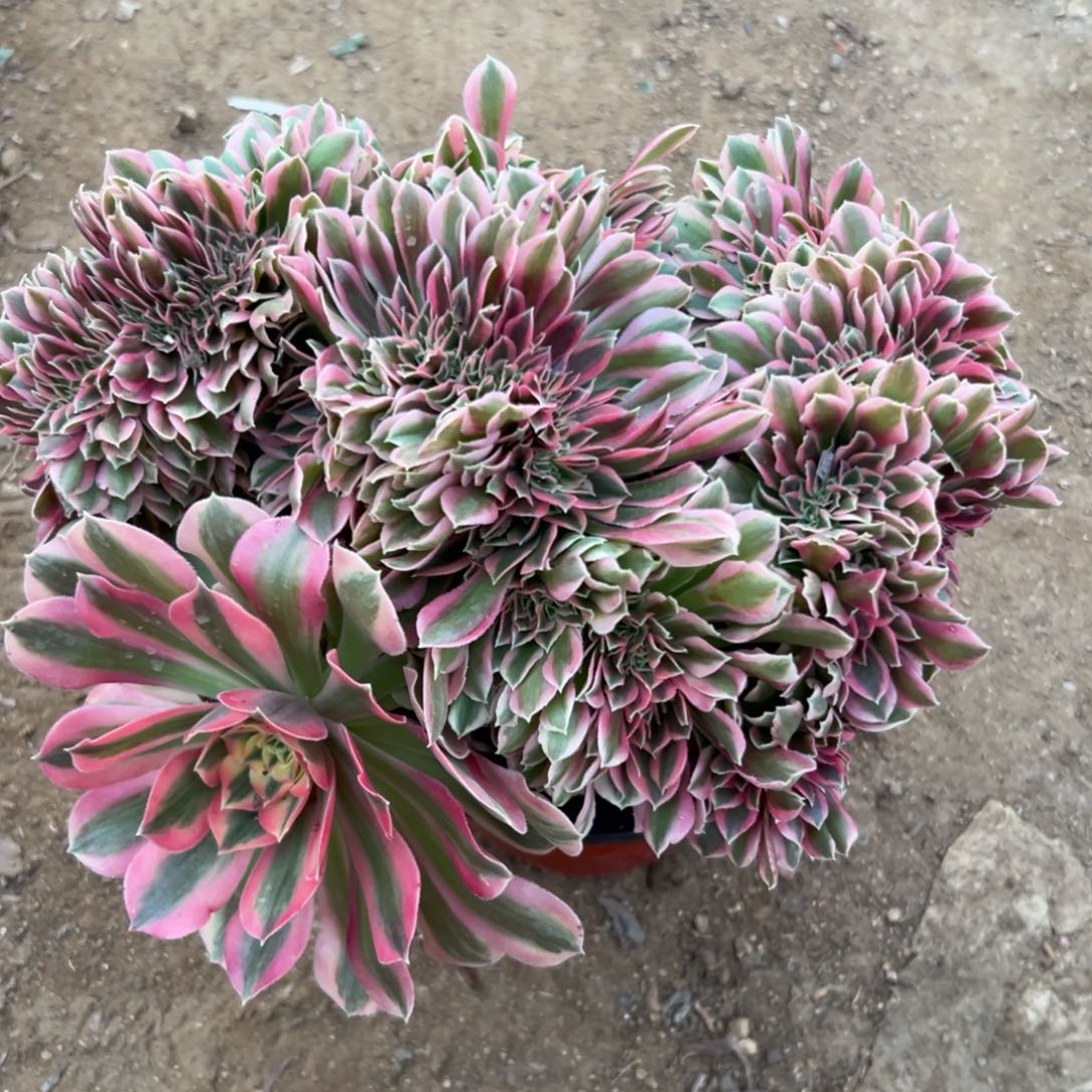 多肉亩植物中央音乐学院