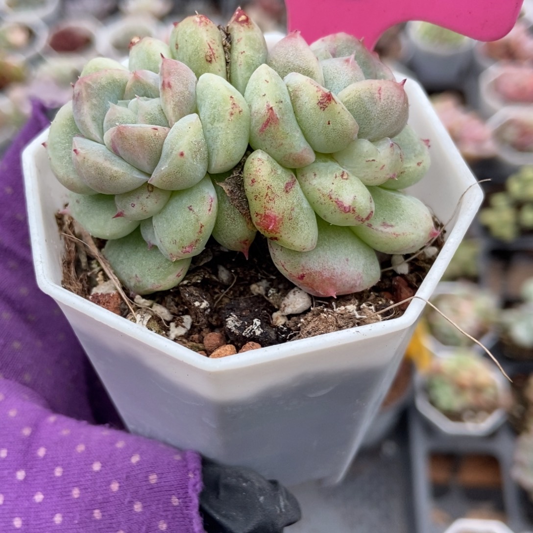 8如梦令石化多肉植物