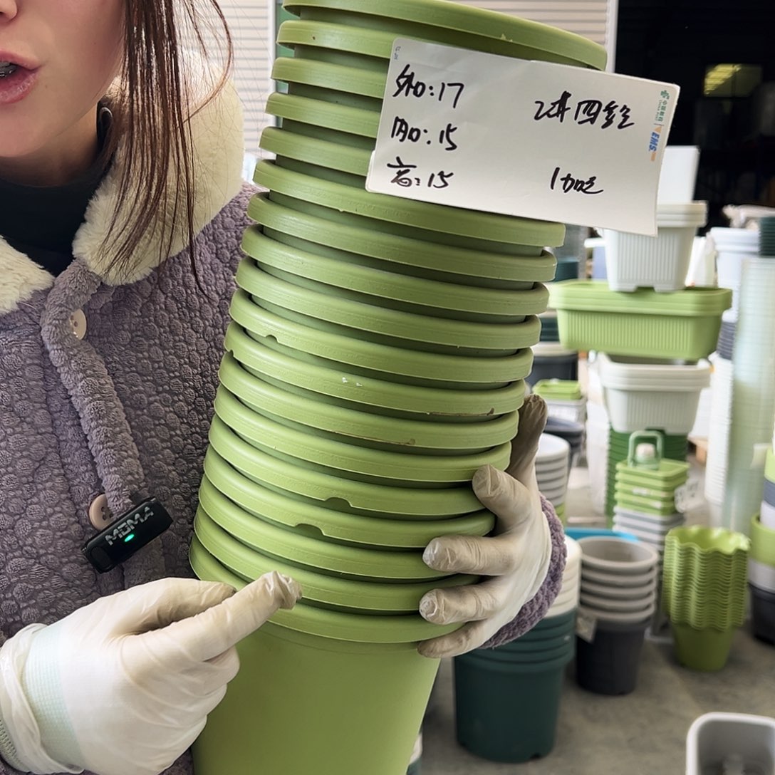 瑕疵四季盆2#果绿12个无托