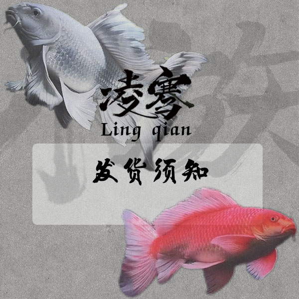 【凌骞水族】蝴蝶鲤观赏鱼发货须知