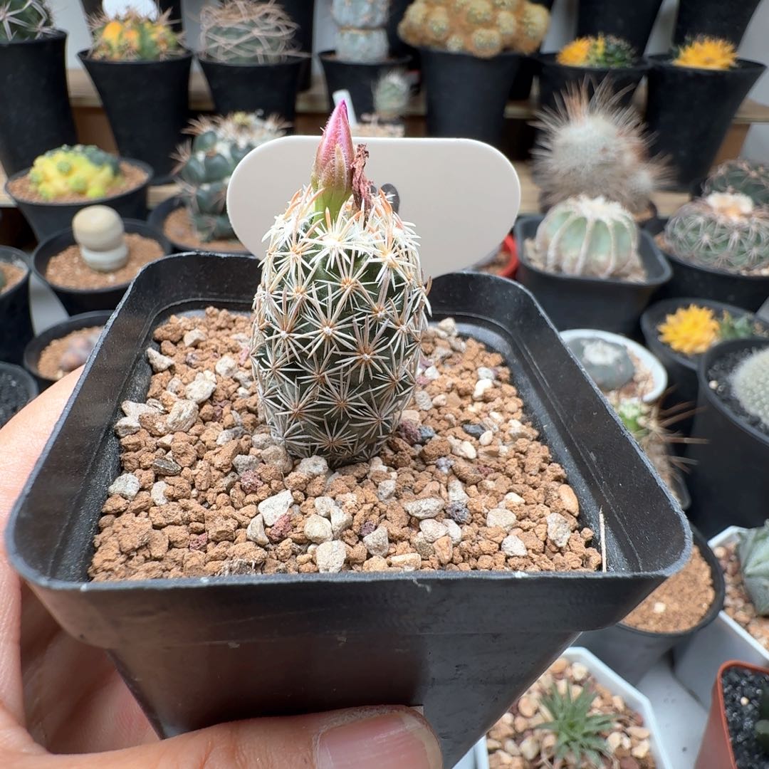 无花朵用****?实生紫王子