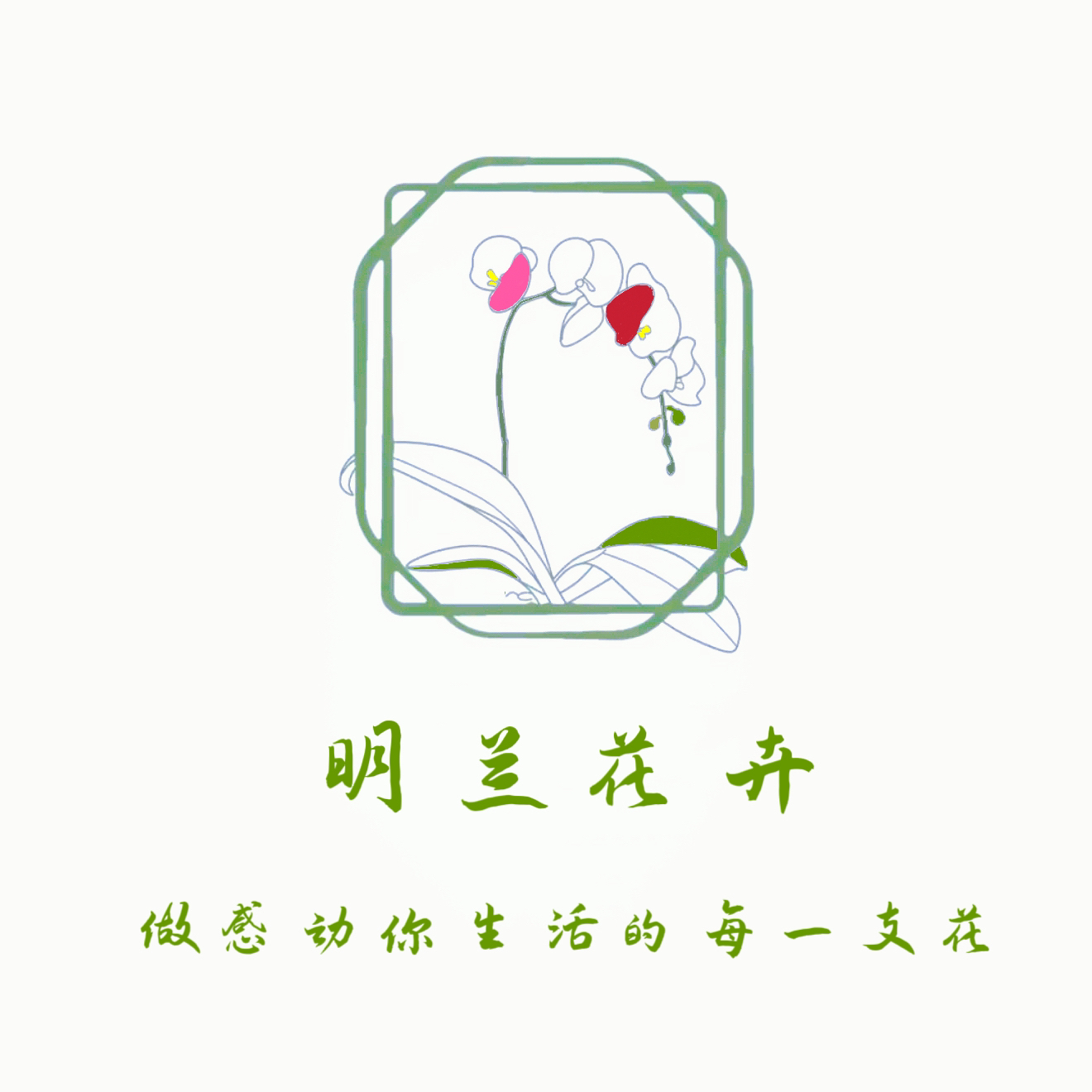 明兰花卉 蝴蝶兰【全花随机发货】不参与凑单 瑕疵 全花开花株发货