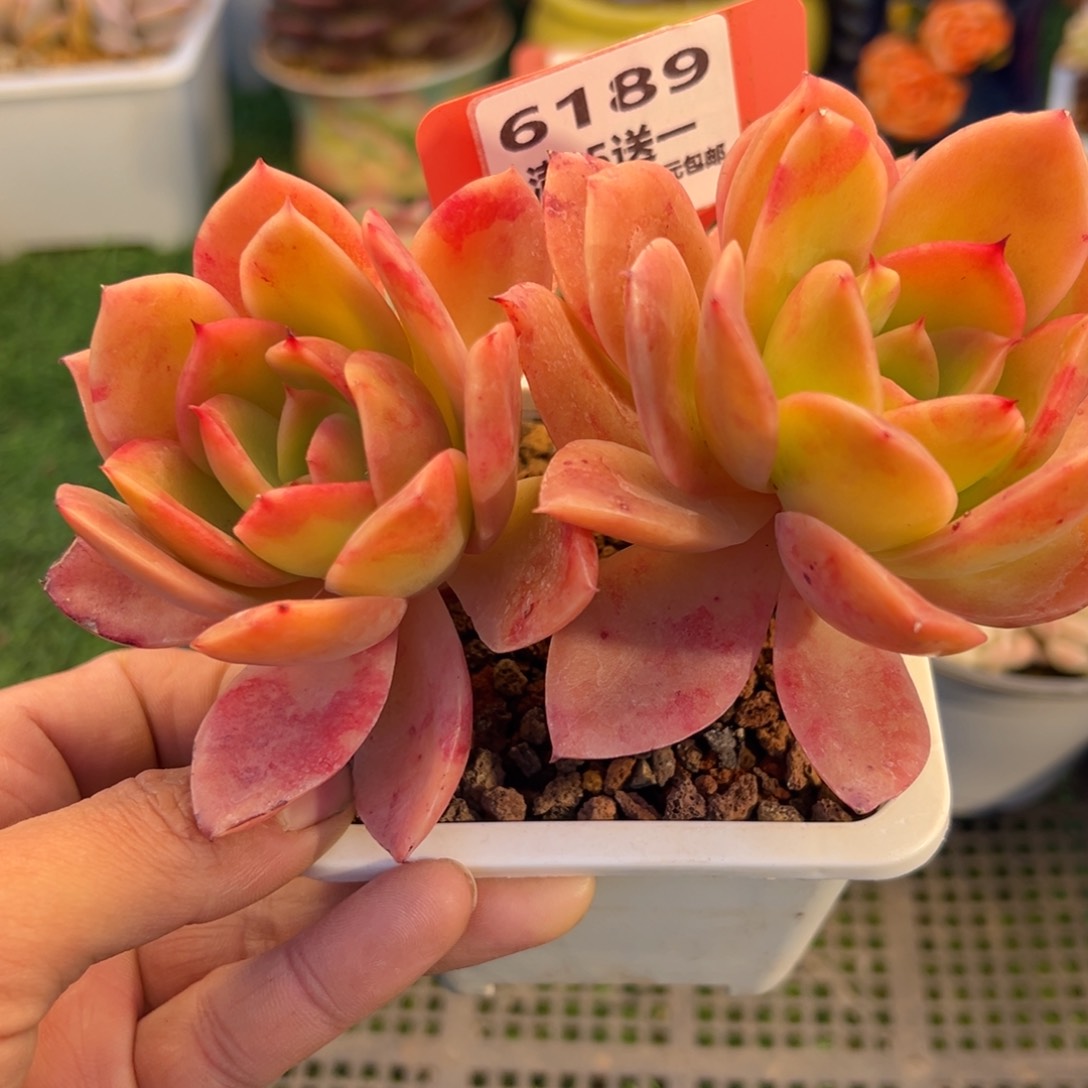 表妹精品多肉6189