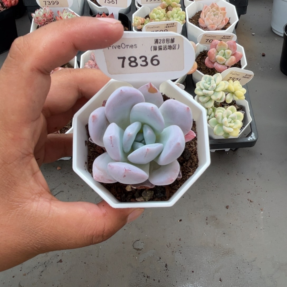 7836也梦4.5厘米