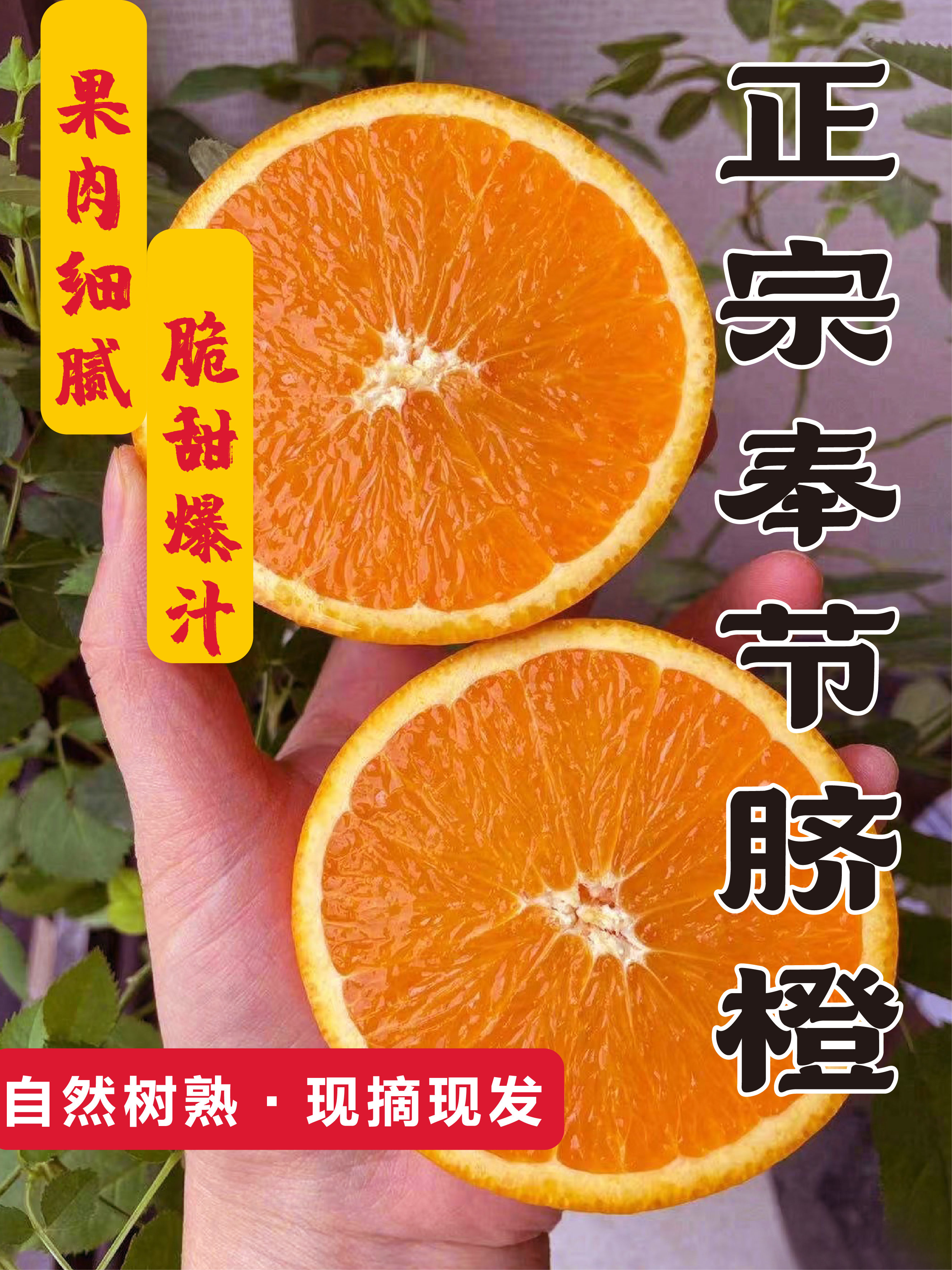正宗奉节脐橙现摘现发5斤10斤包邮好吃水分新鲜好看食用 
