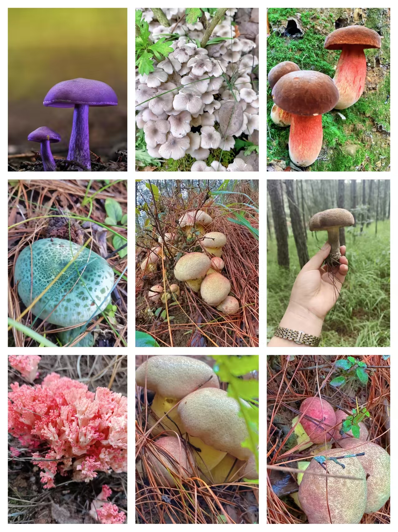 1【H-B-菇】净含量:3g-50g【阿忠现收现卖】菌