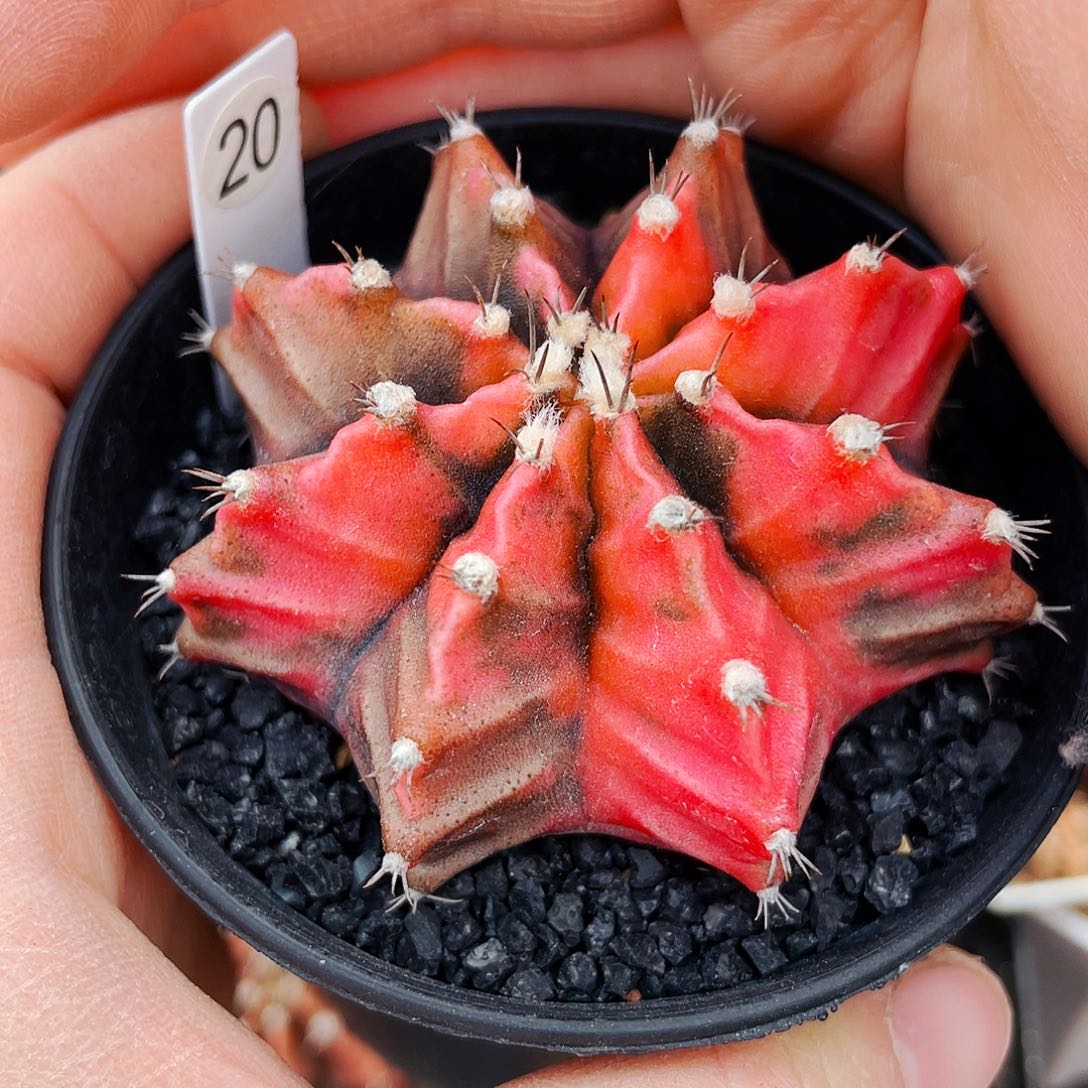 非偏远地区满25包邮仙人球