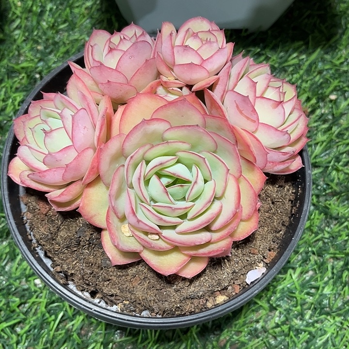 牡丹亭群生老桩粉色