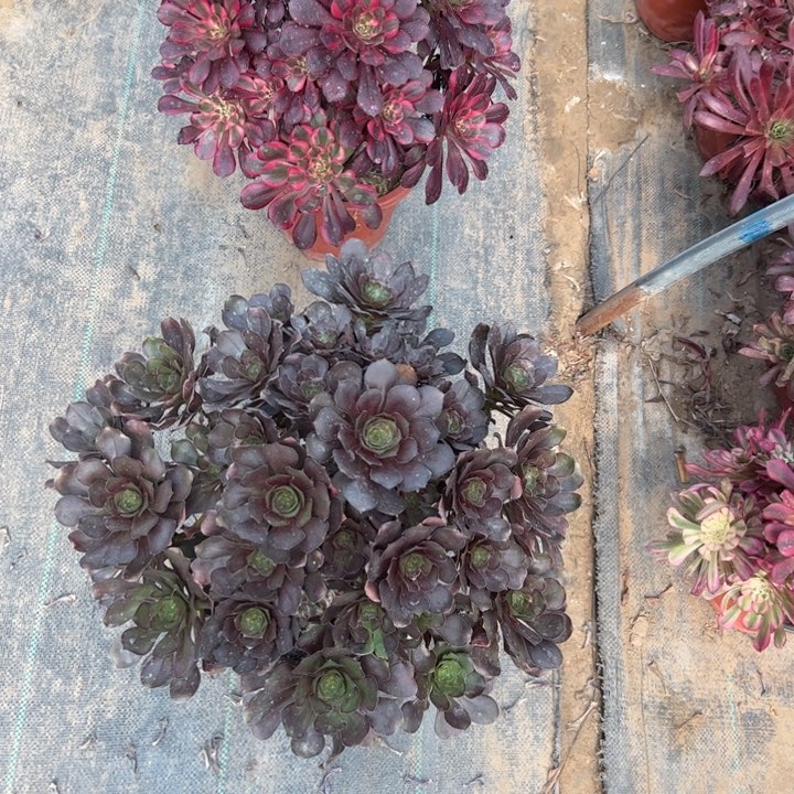 20灰圆多肉多肉多肉多肉