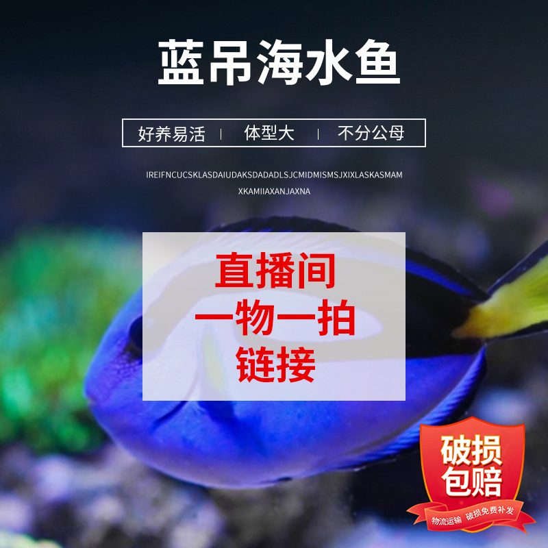 蓝吊大帆吊多莉活体海水观赏鱼定水检疫直播看鱼拍下前请联系客服