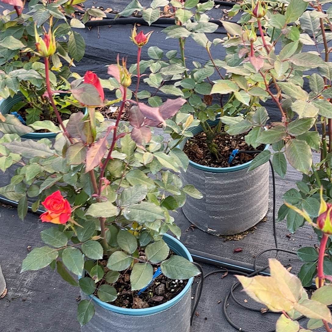 无花朵1.8加仑，华灯，土球发货