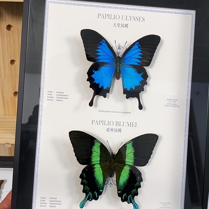 拈***梦三醋酯纤维花老板专属