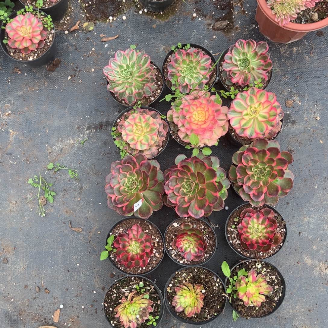 20包邮7五颗多肉嘻嘻嘻9.9