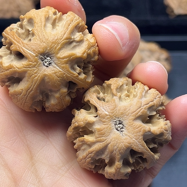 木质类秦岭突突突突突突