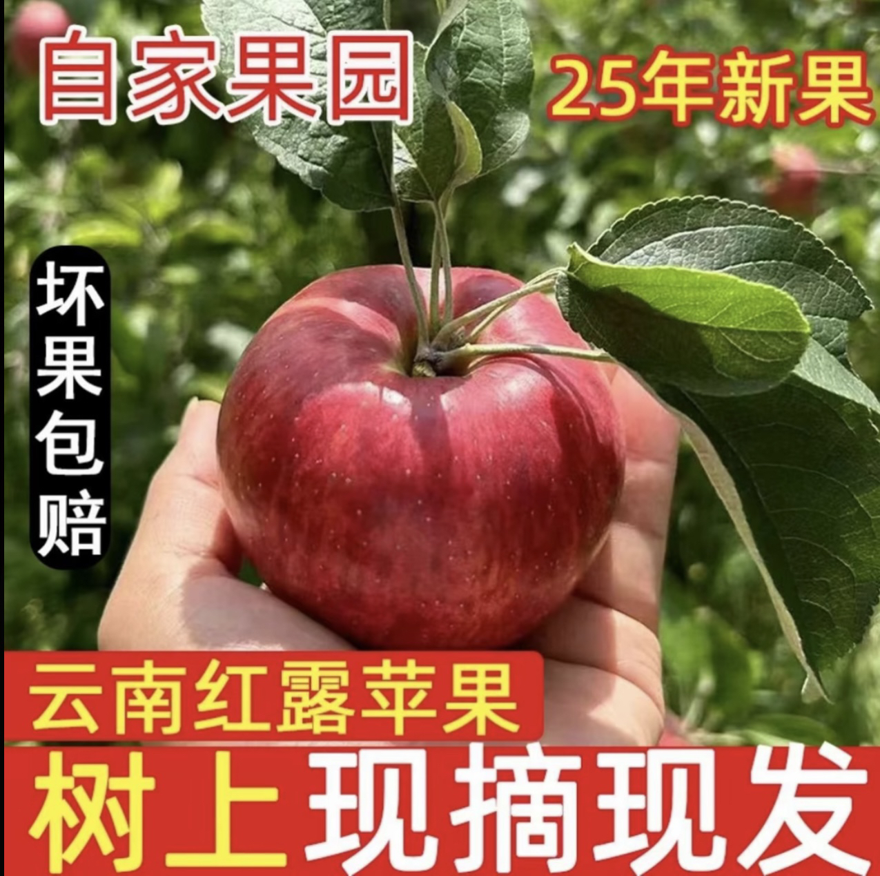 正宗云南昭通甜蜜苹果新鲜水果现摘现发冰糖心丑苹果