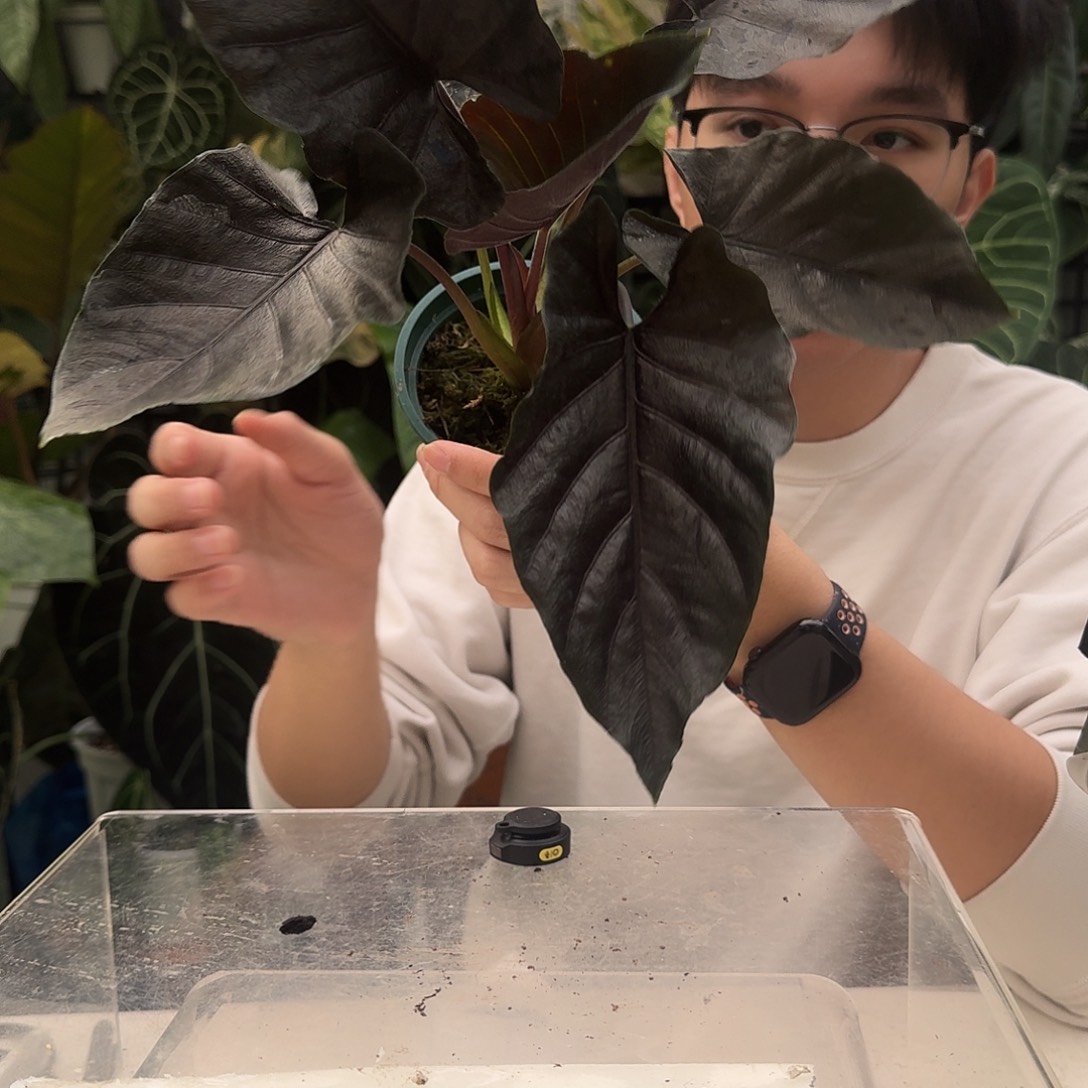 完全开放R60安托罗海芋