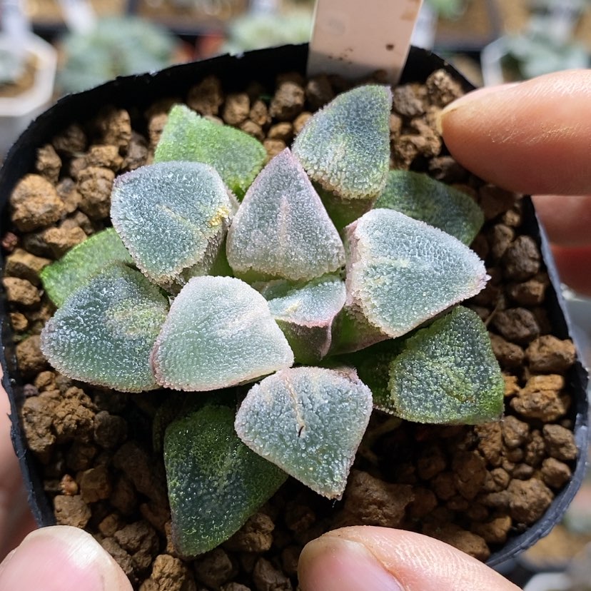 【闪购商品】238冰钻