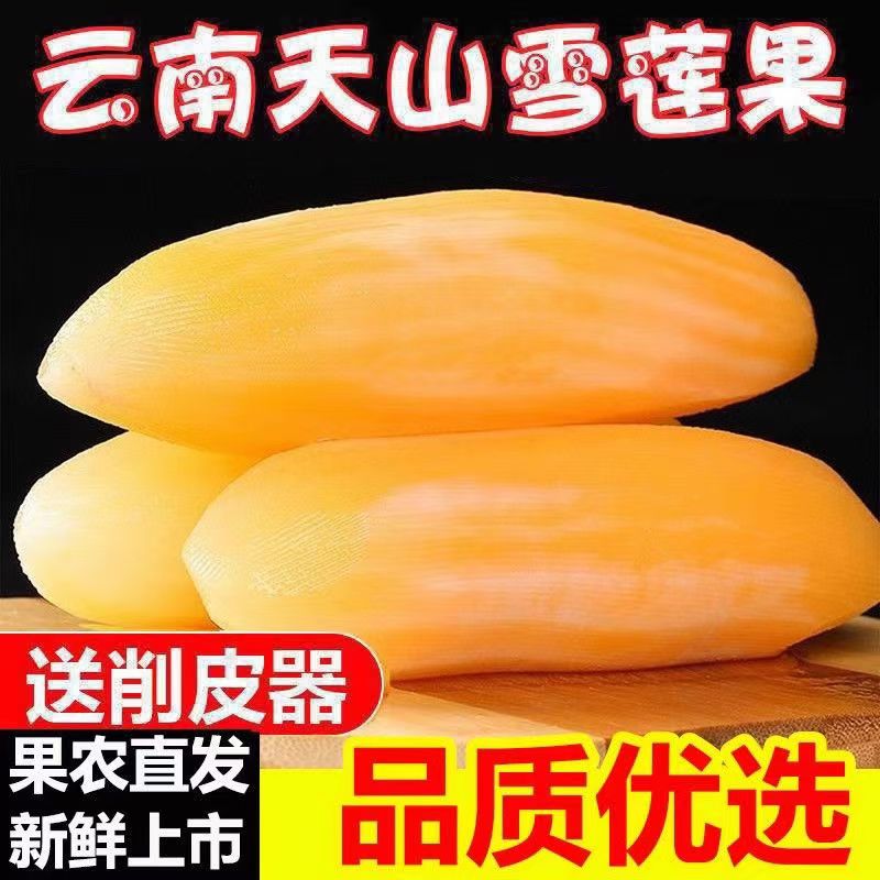 当季2025年云南天山雪莲果现挖甜脆多汁新鲜水果5斤红泥沙地