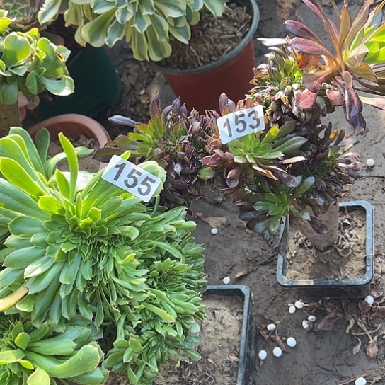 风***舟多肉植物两个153.155