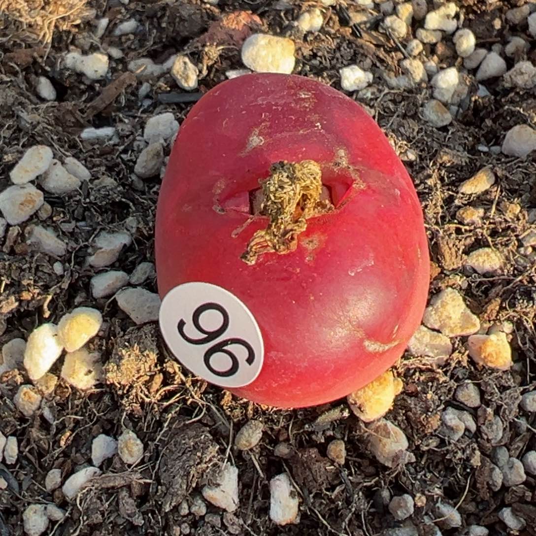 多2植物1111111111111111