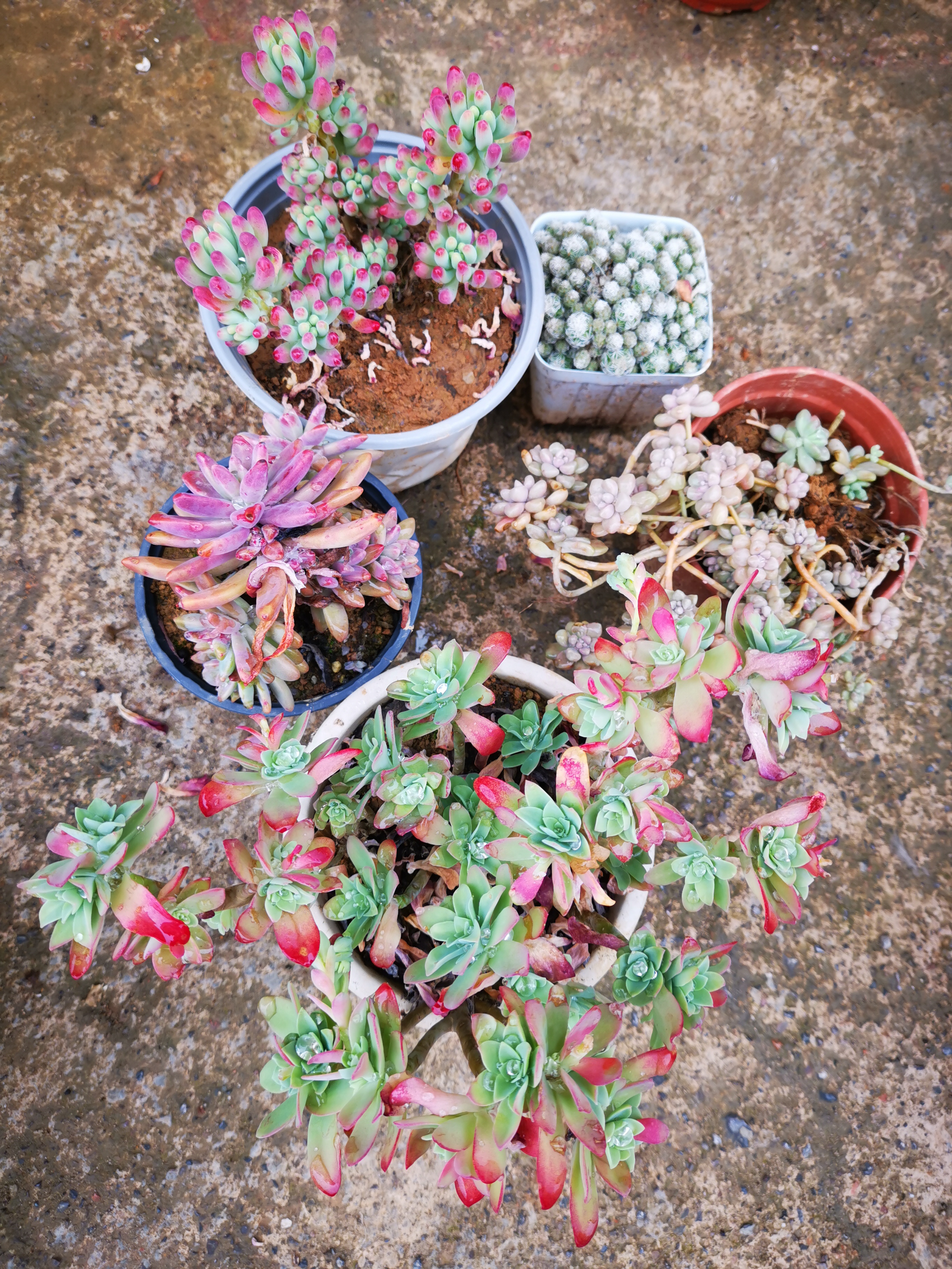 老桩盆栽好养耐寒室内绿植