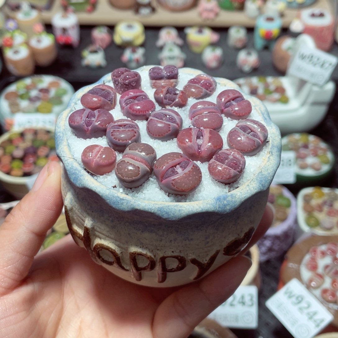 w9254 带盆土发货-零下地区拍保温箱