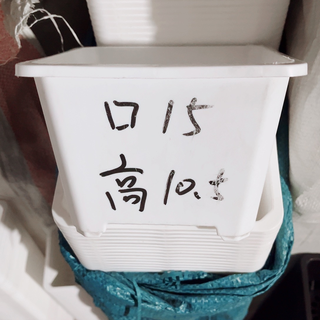 塑料福利款15方白色盆20个无托