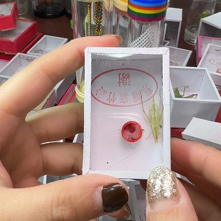 一***花蟋蟀2条竹林。            