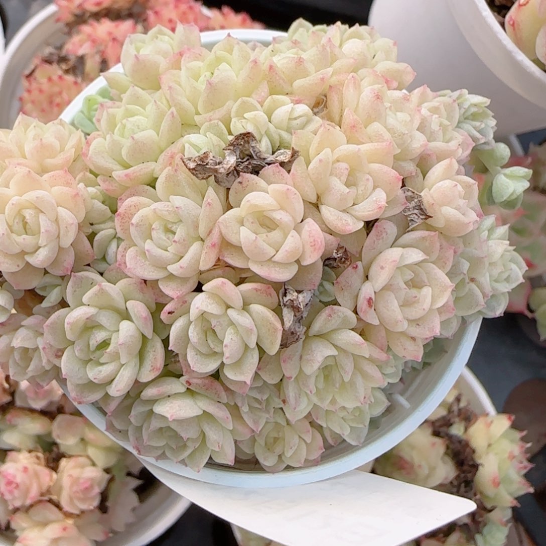 花语多肉1212-151散