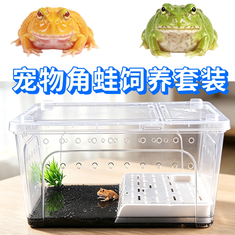 角蛙活体宠物黄金角蛙绿蛙角蛙泥角蛙粮饲养盒蛙饲料宠物青蛙活物