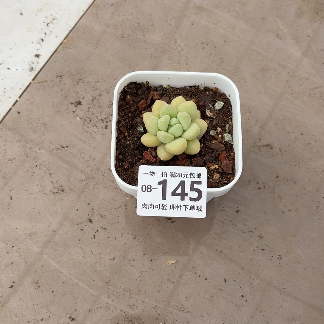 泡泡糖多肉无盆土发货无盆